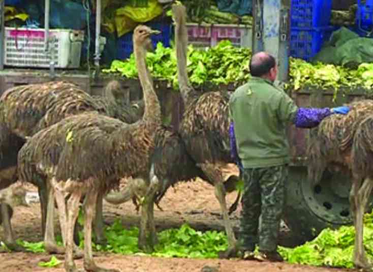 فرار 80 نعامة في الصين