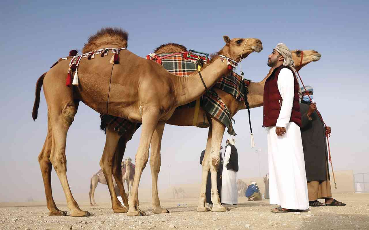 تحت رعاية محمد بن زايد.. مسابقات مهرجان الظفرة تنطلق في مدينة زايد