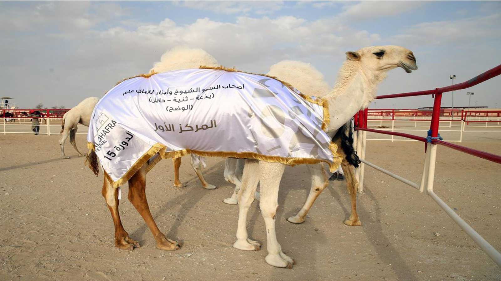 مشاركات كبيرة تشهدها مزاينة "إبل الوضح" و"إنتاج العزبة" في مهرجان الظفرة.