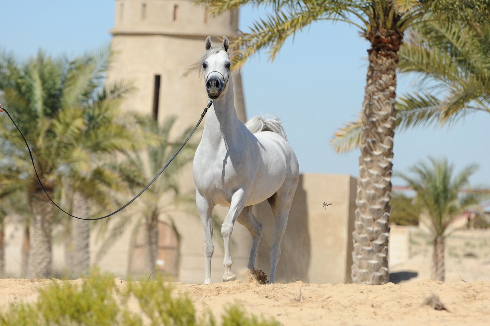 إنجاز قياسي عالمي لمربط دبي في مزاد كتارا للخيل العربية