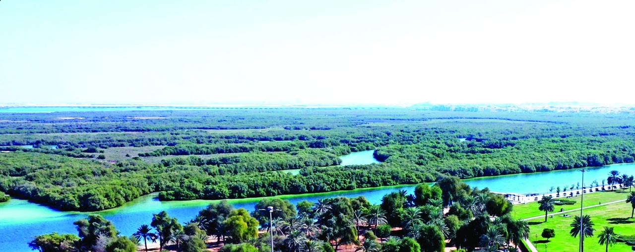 «شجرة الخمسين» تنمو في كينيا