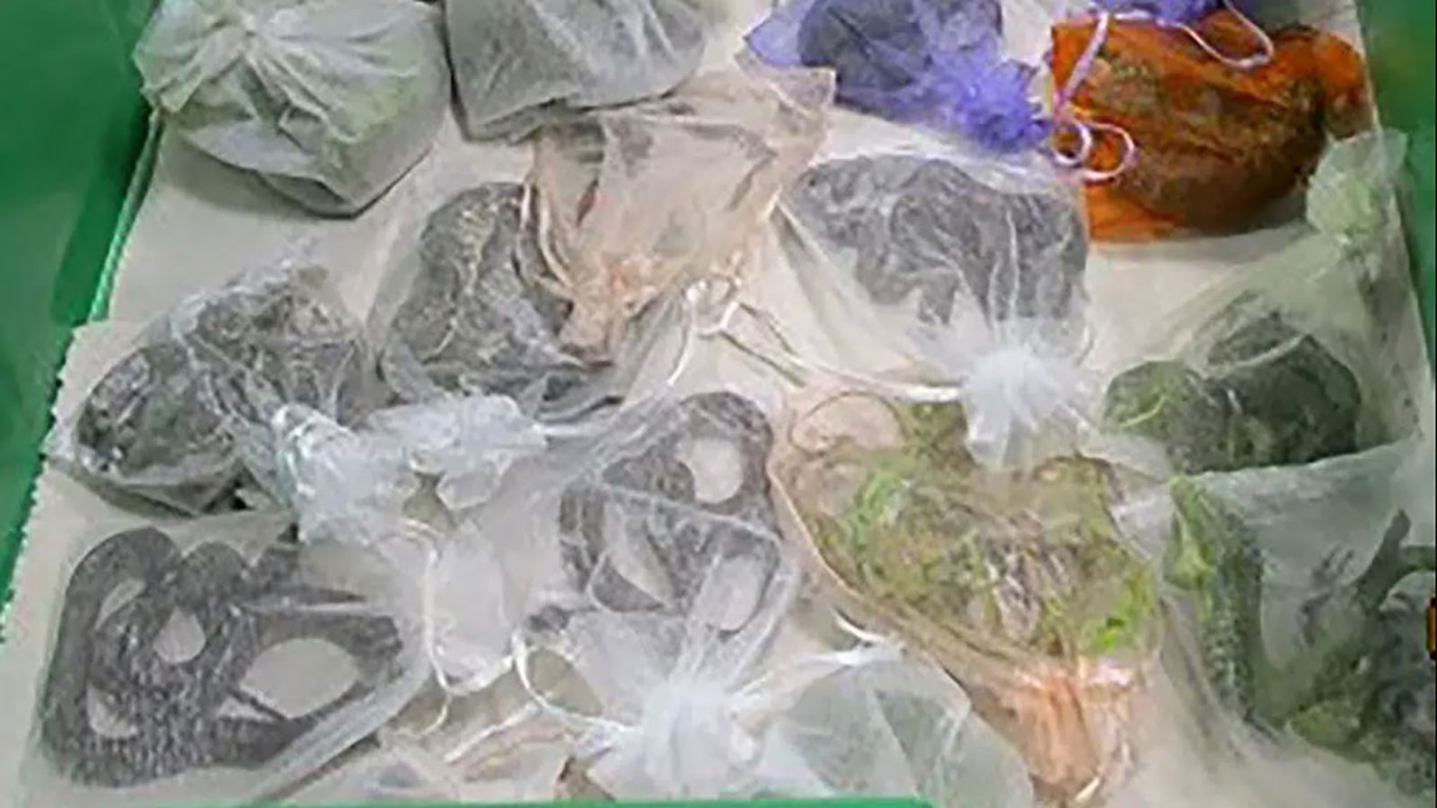 يخبىء ثعابين وسحالي في "سرواله" ليهربها إلى أمريكا