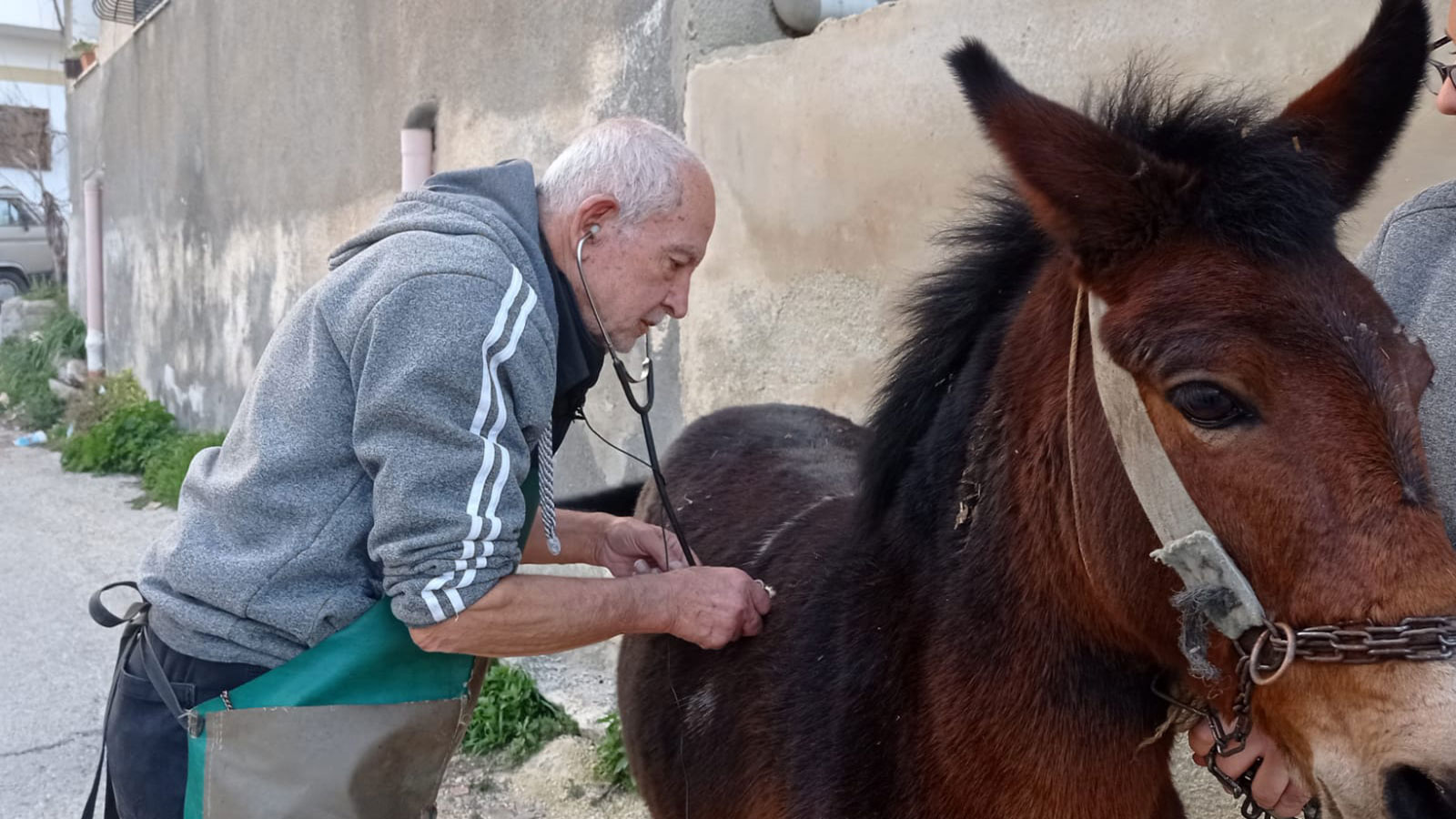 ثمانيني فلسطيني.. نصف قرن من العطاء في البيطرة