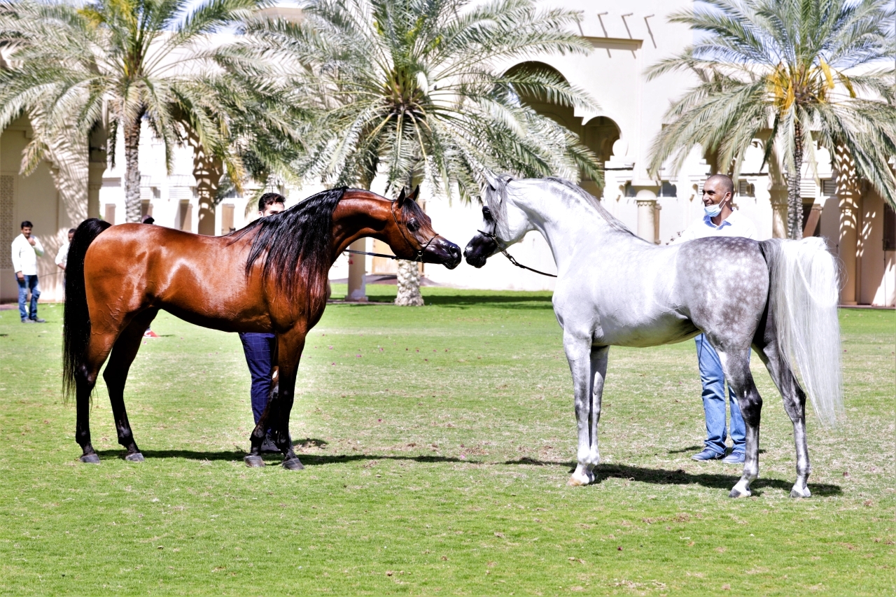 "«إل رشيم».. تألق مستمر في البطولات العالمية | من المصدر"