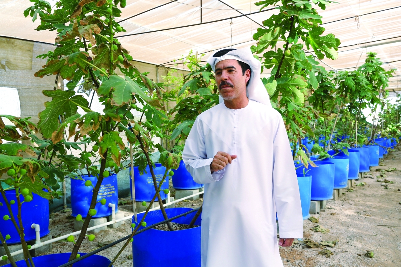 "إبراهيم النعيمي يشرح الاحتياجات الزراعية للطاقة الشمسية | غلام كاركر"