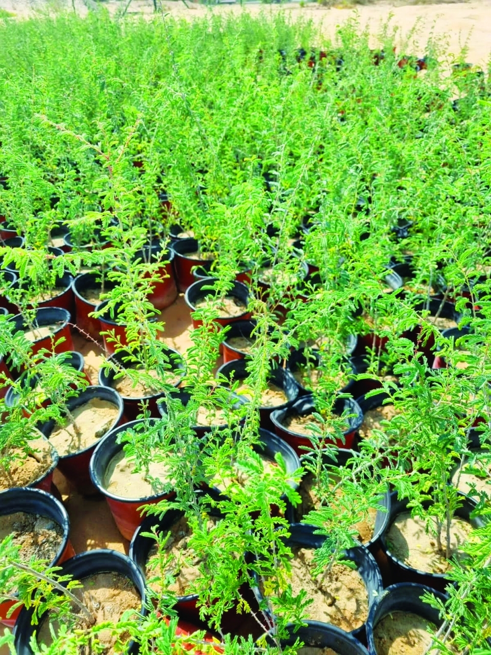 توزيع 70 ألف شتلة غاف على 3000 عزبة ومزرعة بدبي