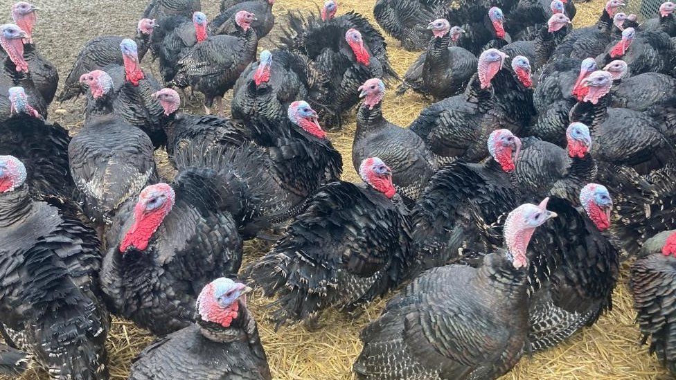 هولندا تعدم 44 ألفاً من طيور الديك الرومي بسبب إنفلونزا الطيور