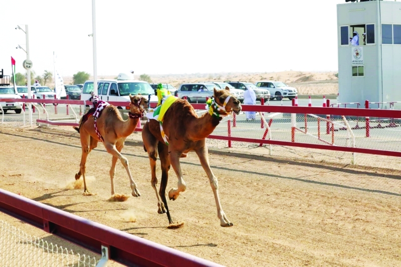 «الزود» تحصد كأس مهرجان سلطان القاسمي للهجن