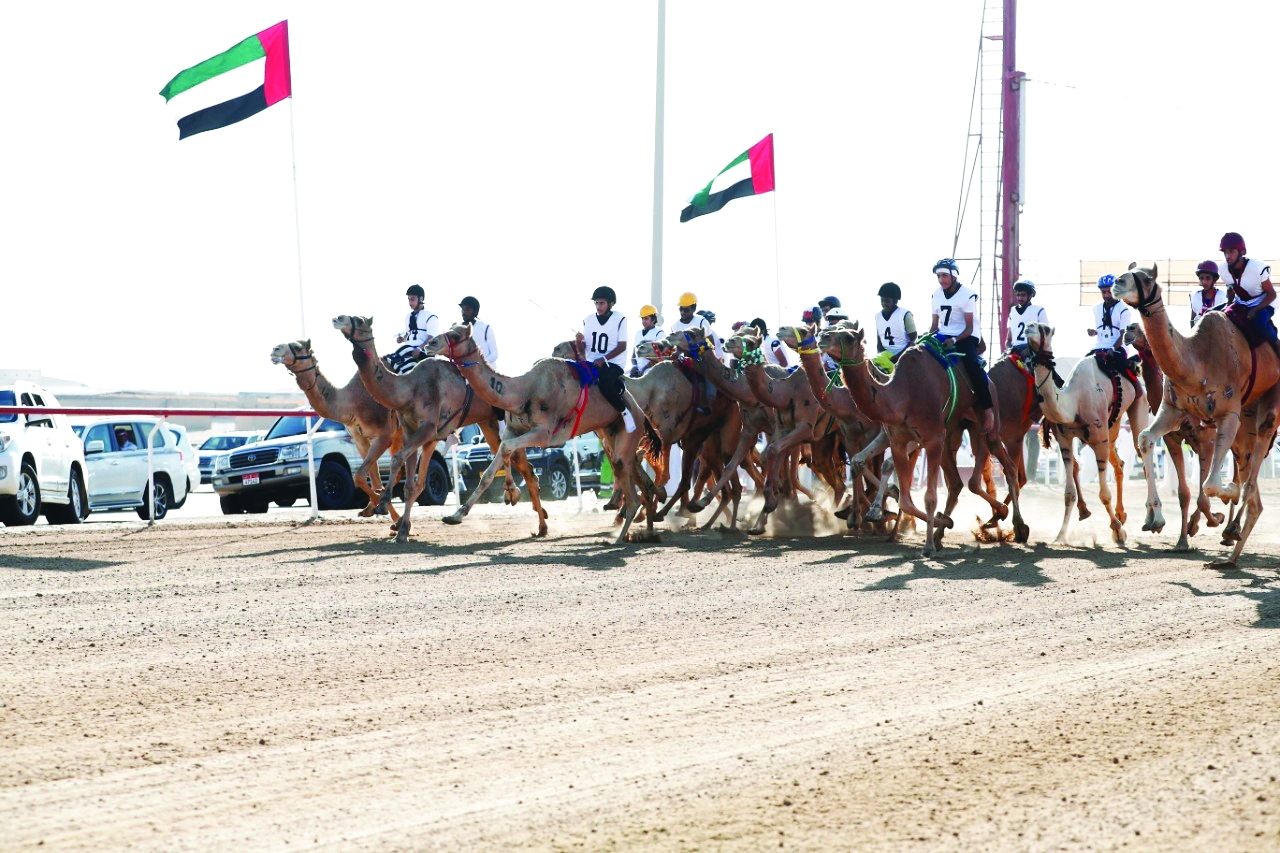 "تنافس قوي بين المطايا | البيان"