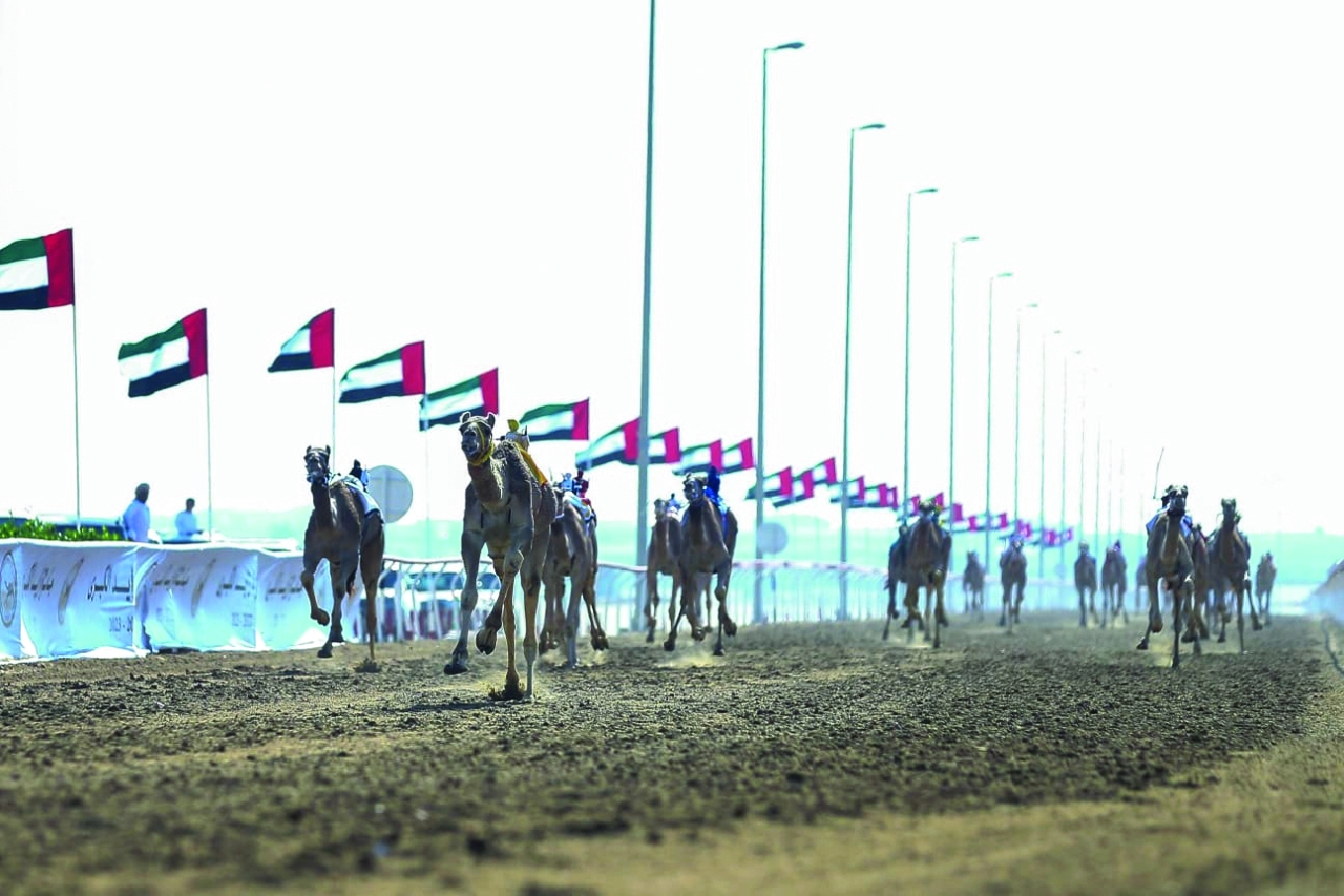 "تنافس قوي بين المطايا | البيان"