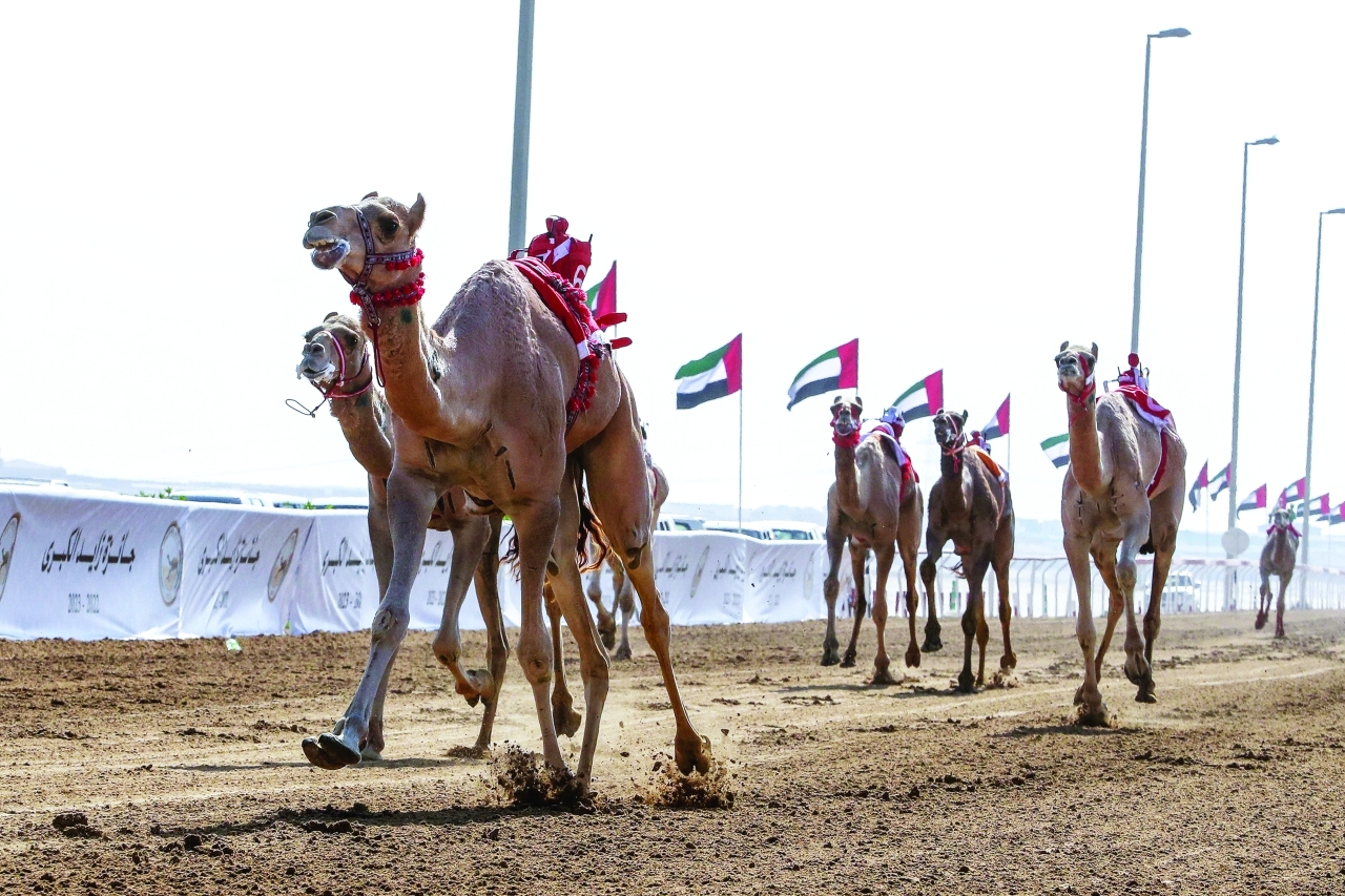 "تنافس قوي بين المطايا | البيان"