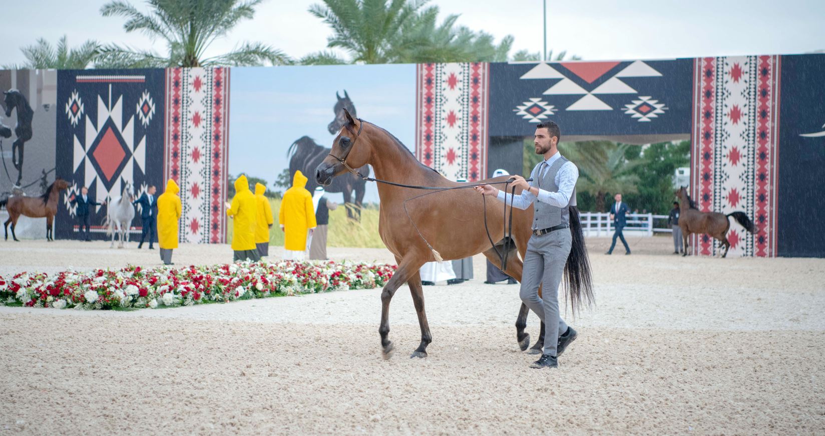 تواصل منافسات بطولة عجمان لجمال الخيل العربي 2023 فى يومها الثاني