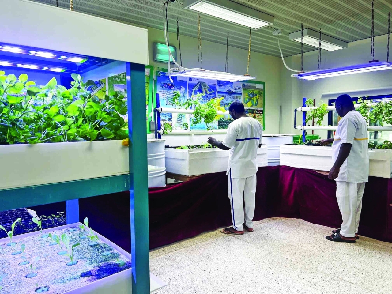 "نماذج من الزراعات العضوية | من المصدر"