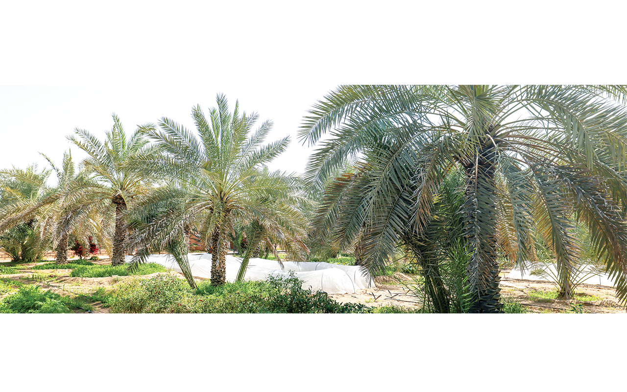 مزرعة وادي العمردي.. مشروع عائلي يفتح أبوابه للزوار والطلاب