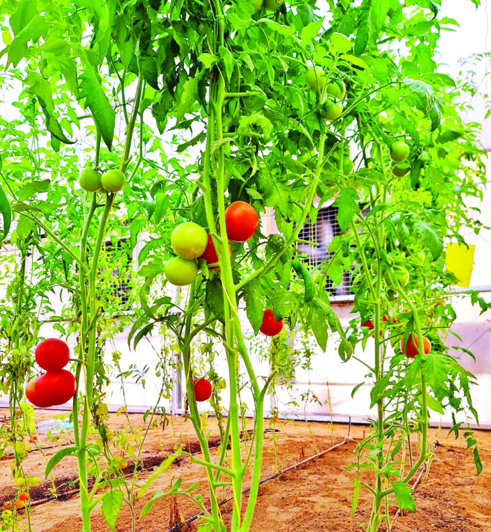 "مناخ المزرعة مناسب لـ 50 نوعاً من الخضراوات والفواكه | تصوير: غلام كاركر"