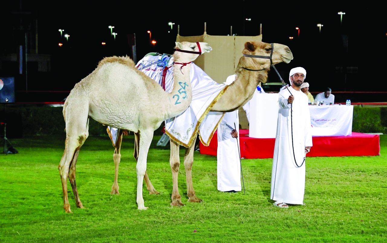 "أفضل السلالات تم عرضها في المزادات | البيان"