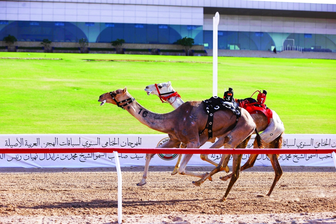 "منافسات قوية بين الهجن للظفر بالناموس | تصوير: سيف الكعبي"