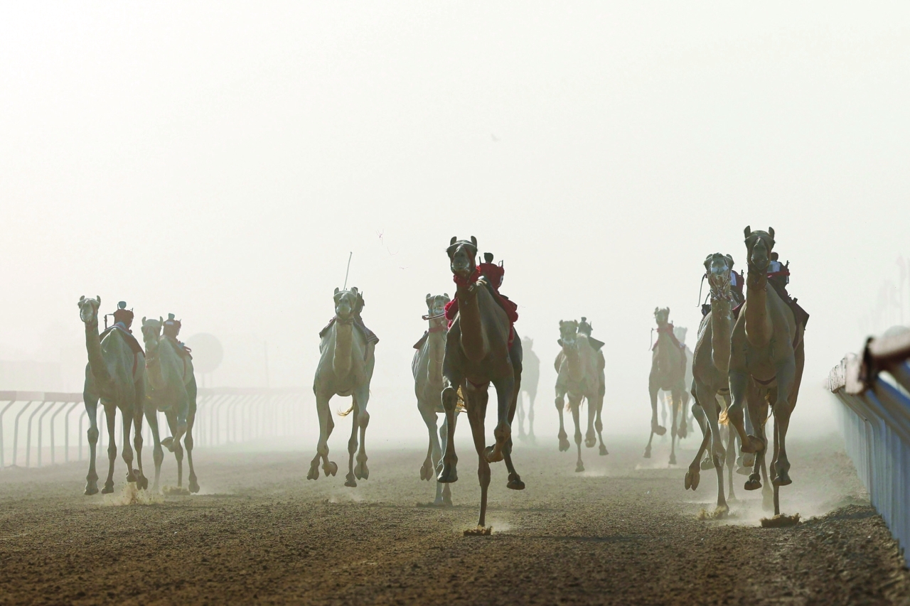 "نخبة المطايا تشارك في منافسات ختامي الوثبة | تصوير - سيف الكعبي"