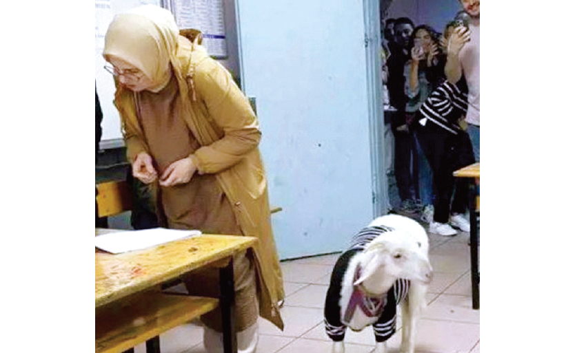 "خروف في مركز اقتراع"