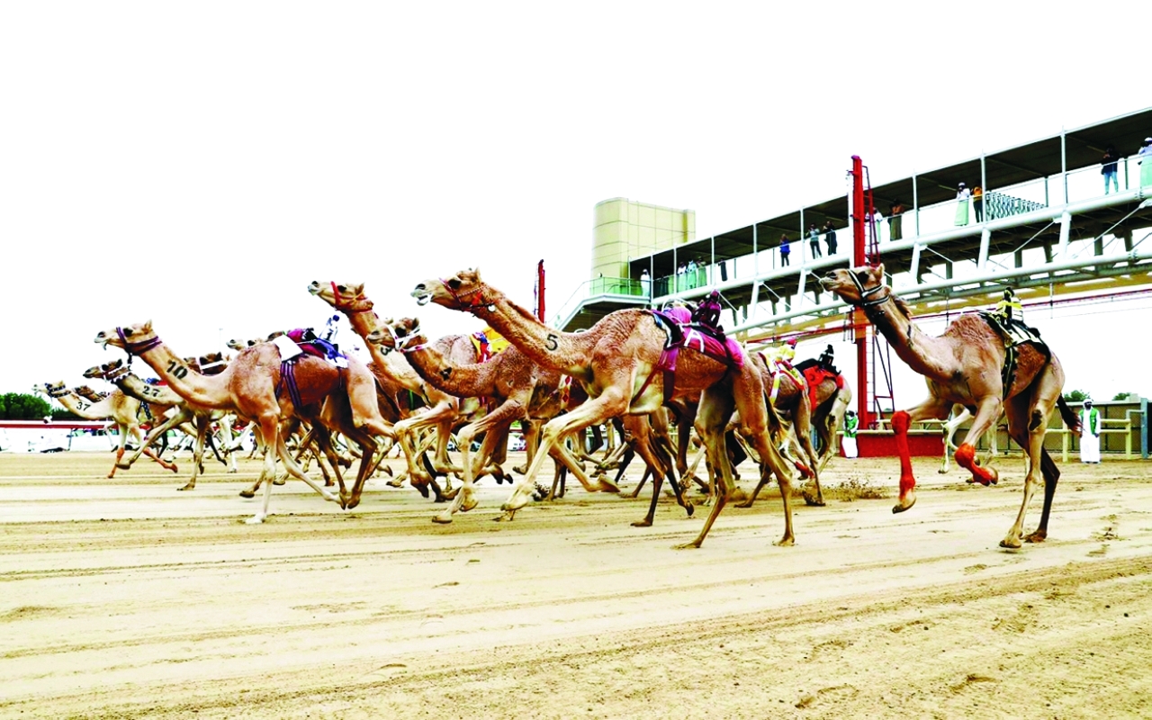 "موسم متميز لهجن الإمارات | البيان"