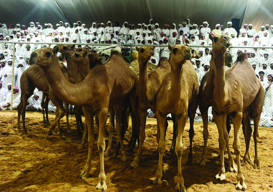 مشاركة قياسية في مزاينة «حيران الخيمة»