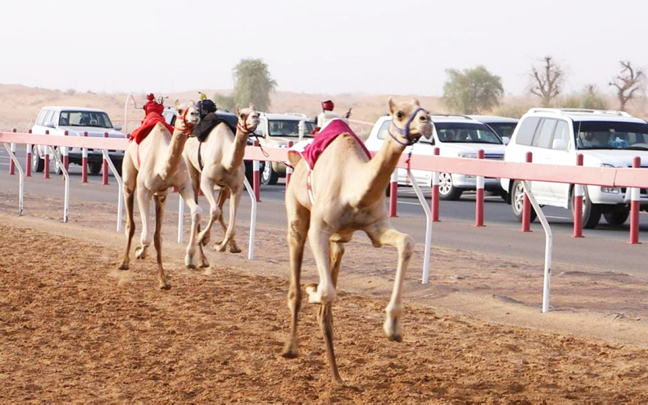 "نخبة المطايا شاركت في الحدث | البيان"