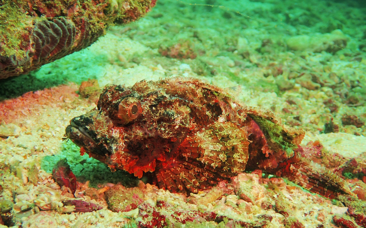 "أعماق البحار.. عالم مليء بالمفاجآت | من المصدر"