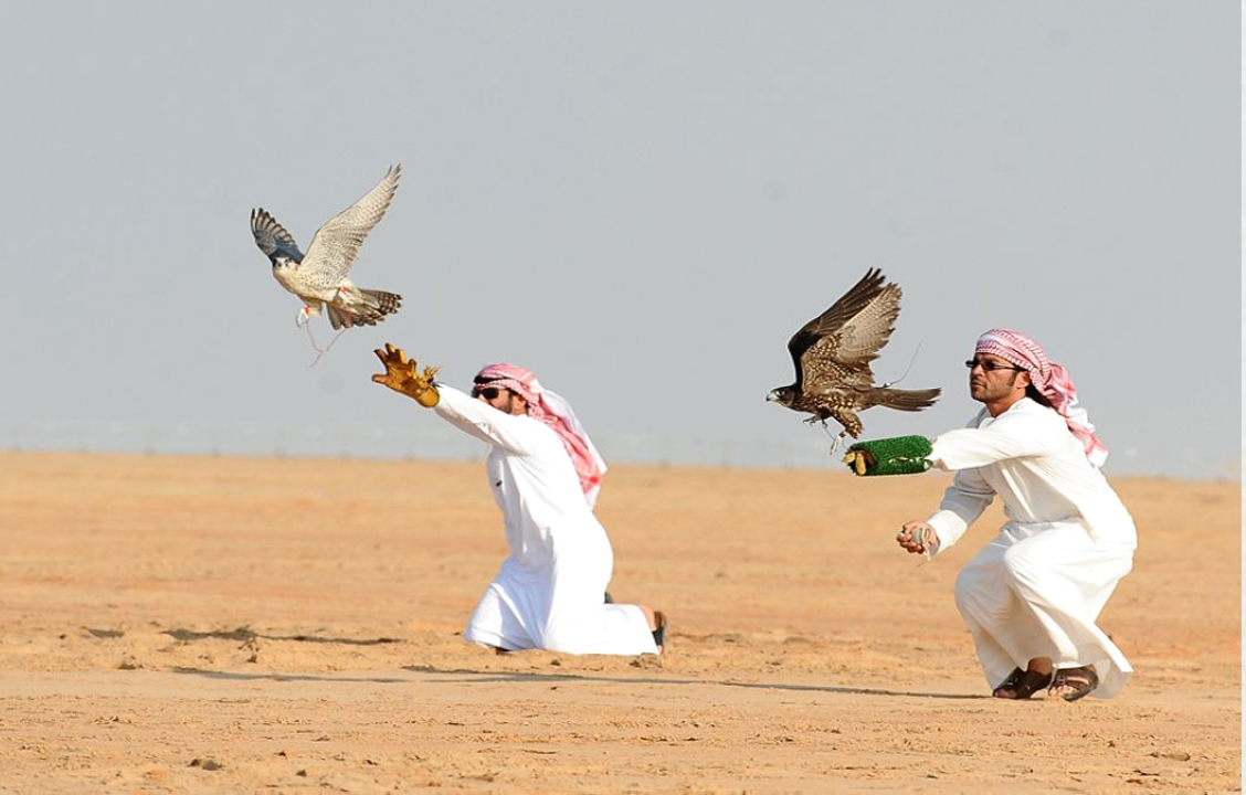 "من منافسات الصيد بالصقور | البيان"