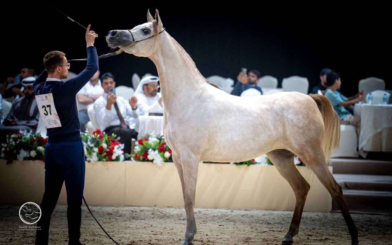 تألق مربط دبي في بطولة العرب لمربي الخيل العربية