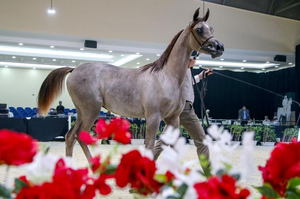 "المزن" أجمل المهرات في افتتاح بطولة الإمارات لمربي الخيل العربية