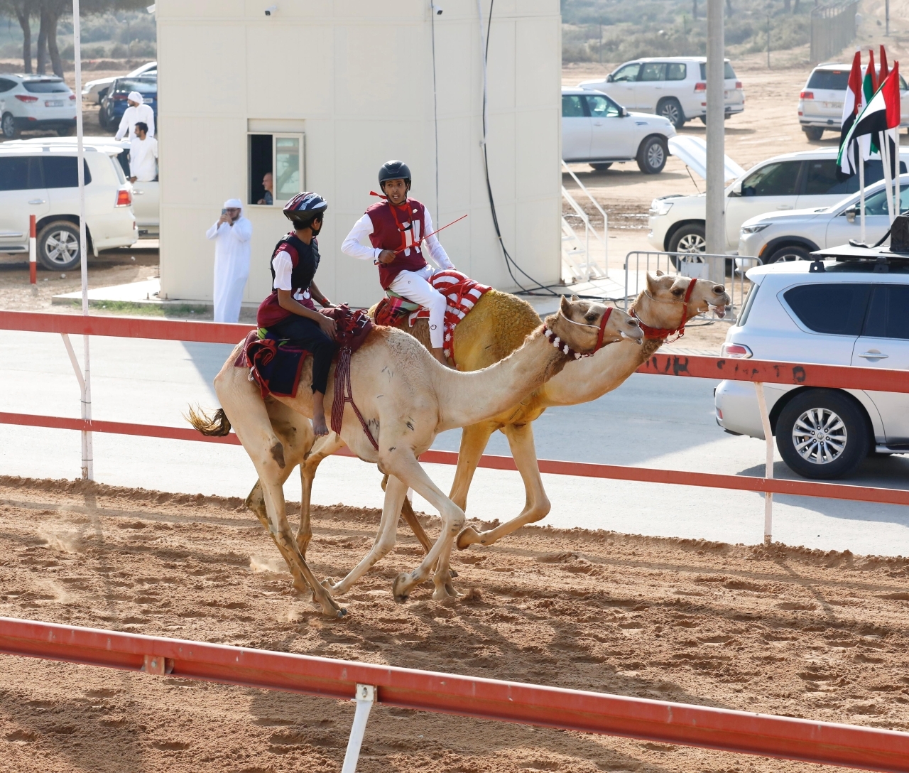 "نخبة المطايا شاركت في منافسات المهرجان | وام"