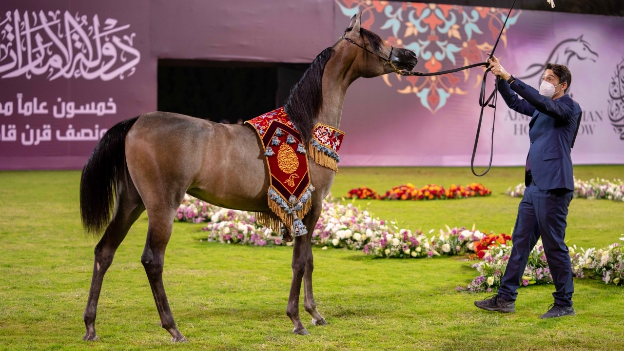 بطولة عجمان لجمال الخيل العربي تنطلق اليوم