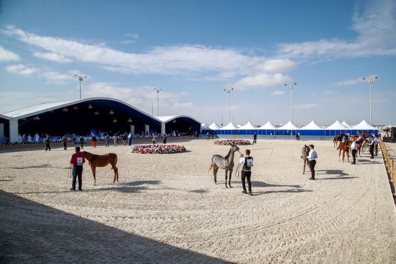 "خلال استعراض الخيول المتنافسة في بطولة الظفرة لجمال الخيل العربية | وام"