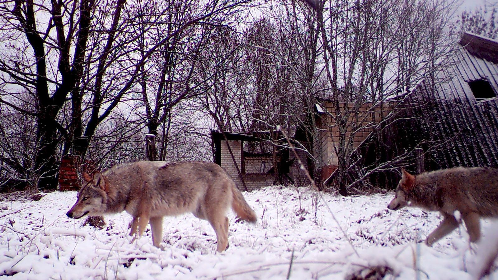 ذئاب «الإشعاع النووي» في تشيرنوبيل تفتح طريق أبحاث مقاومة مرض السرطان
