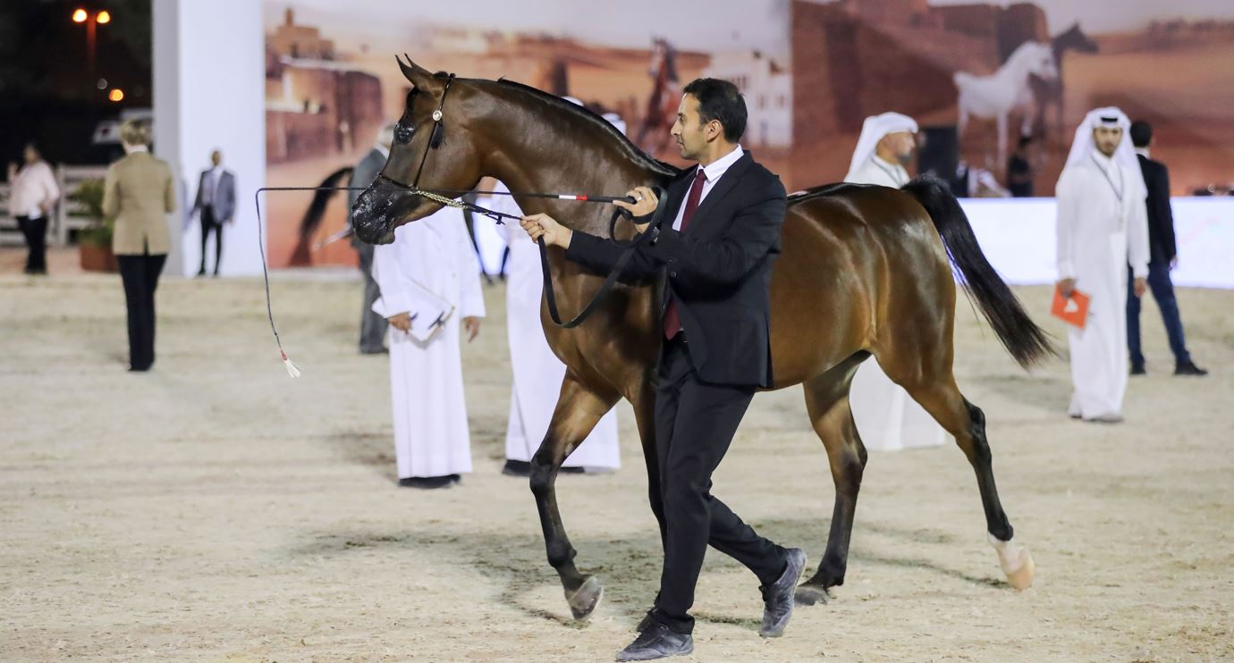 برعاية منصور بن زايد.. انطلاقة قوية لكأس الإمارات العالمي لجمال الخيل العربية بالبحرين