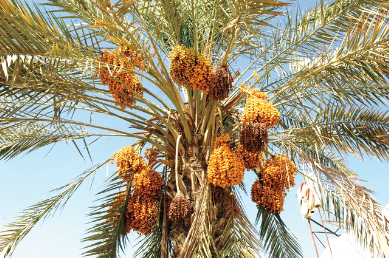 «حارس النخيل» ابتكار ذكي يدعم الاستدامة