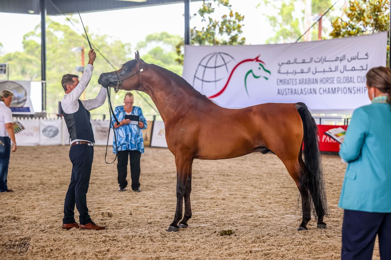 كأس الإمارات العالمي لجمال الخيل العربية 2024 تصل إلى سكوتسديل الأمريكية