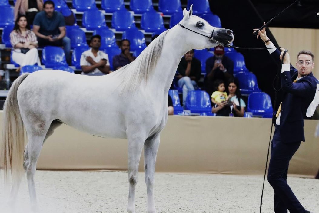 «إف إيه إل رشيم» يتألق في دولية دبي للجواد العربي 2024