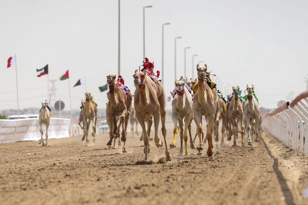 تألق «الذيبة» و«مغامرة» و«نفيس» و«النايف» في منافسات اللقايا بـ «ختامي الوثبة»