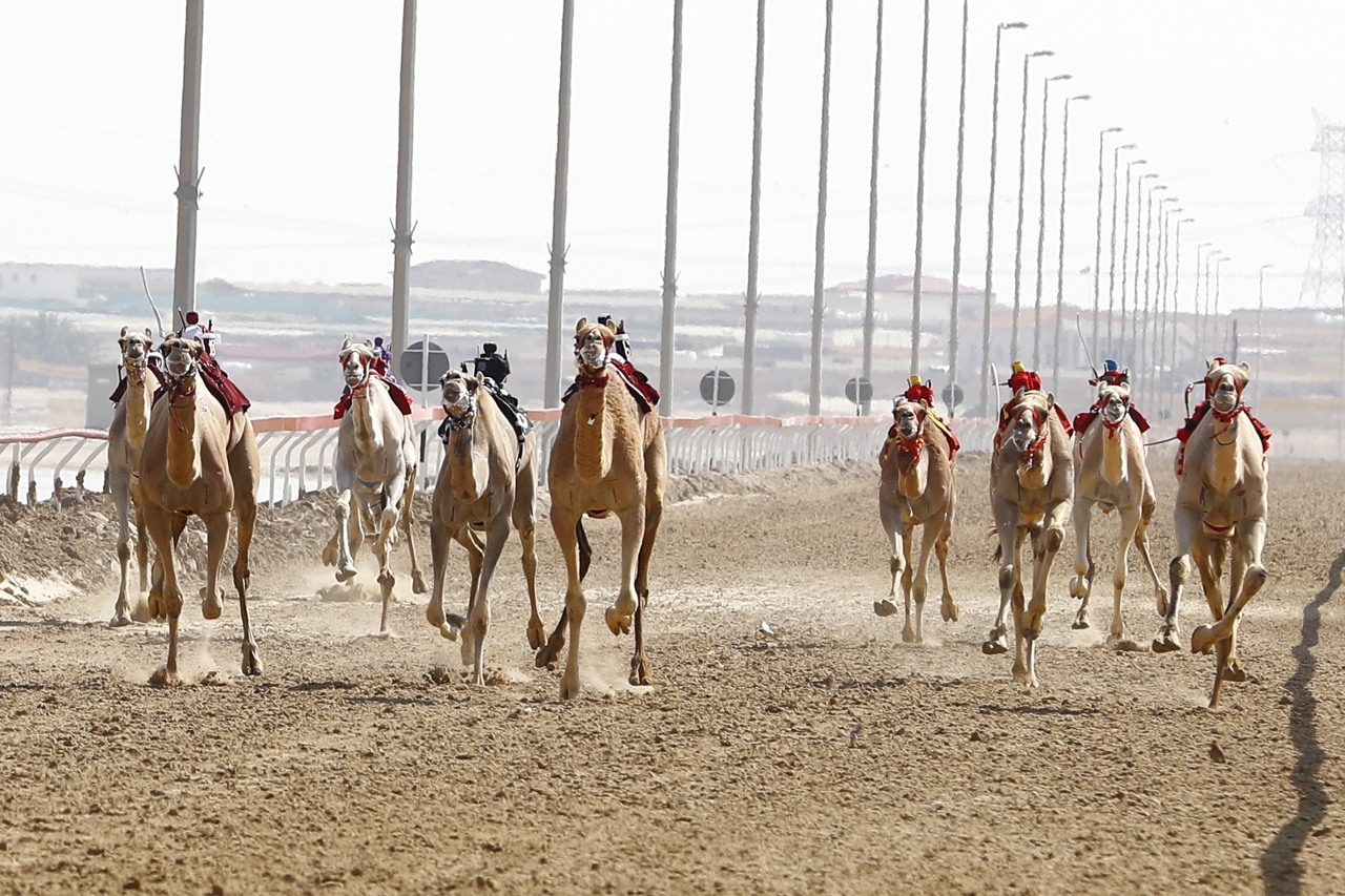 "هجن الرئاسة سيطرت على سباقات الهجن في ختامي الوثبة| تصوير: سيف الكعبي"