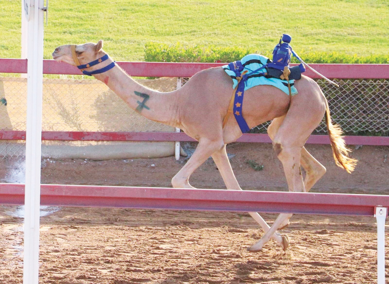 انطلاق منافسات سباق سن الفطامين بميدان الذيد