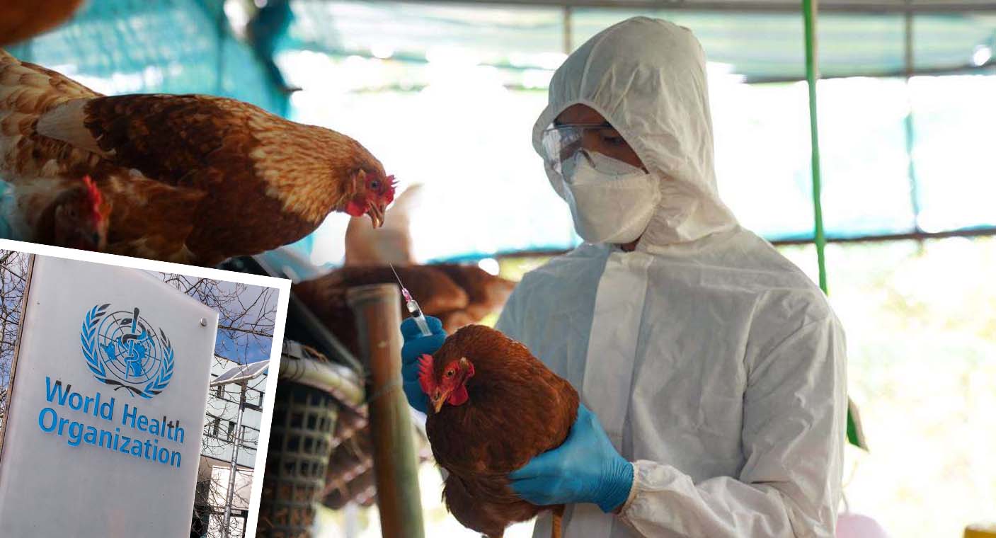 المكسيك تسجل أول حالة وفاة مرتبطة بسلالة إنفلونزا الطيور (إتش 5 إن 2)
