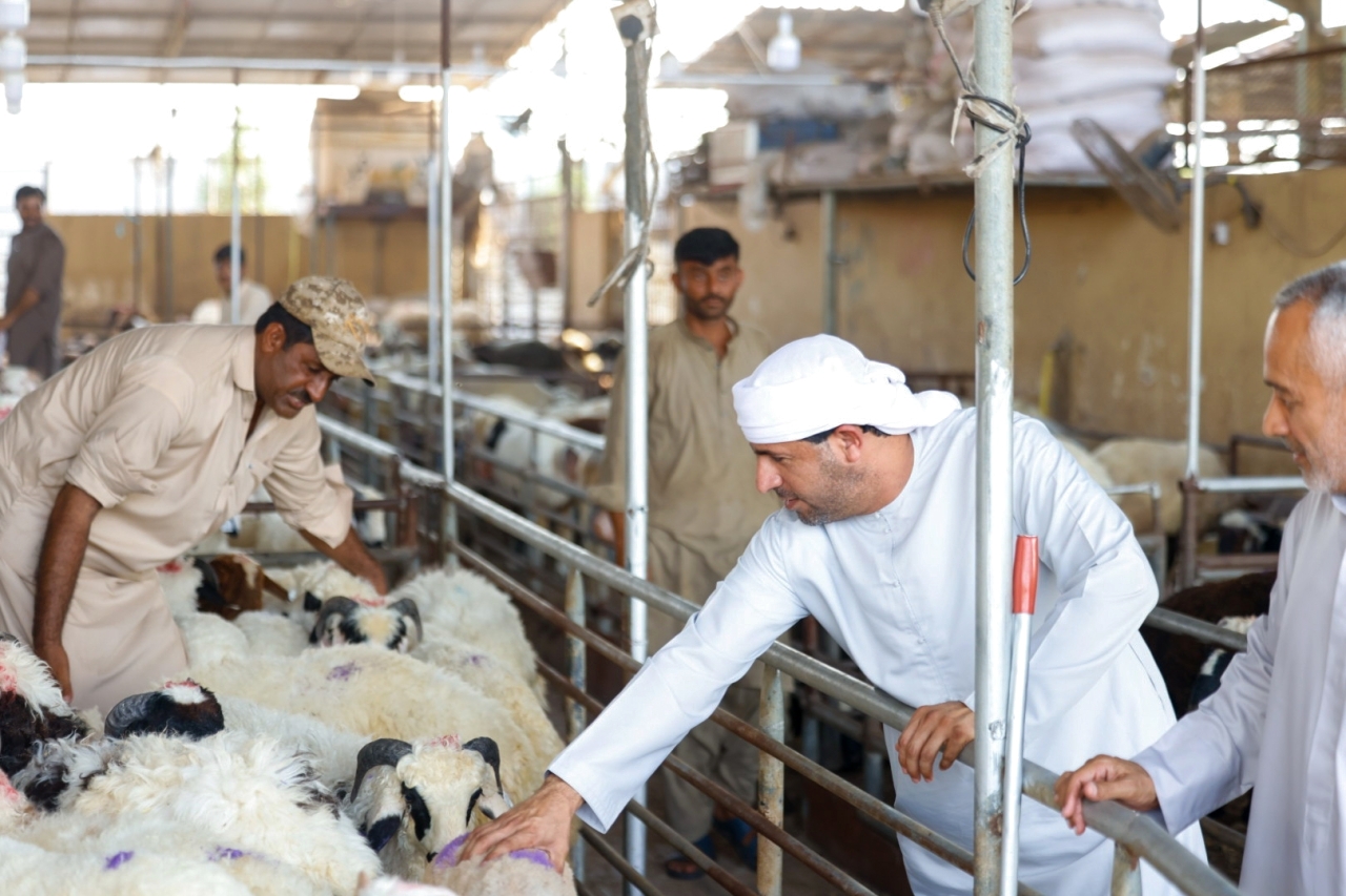 إقبال على شراء الأضاحي في سوق المواشي بدبي