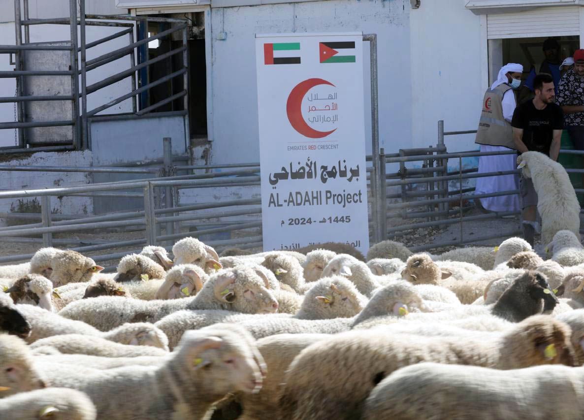 فريق الإغاثة الإماراتي في الأردن يوزع الأضاحي على اللاجئين