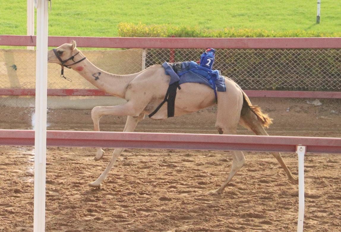 ميدان الذيد يشهد منافسات جديدة لـ " سن الفطامين"