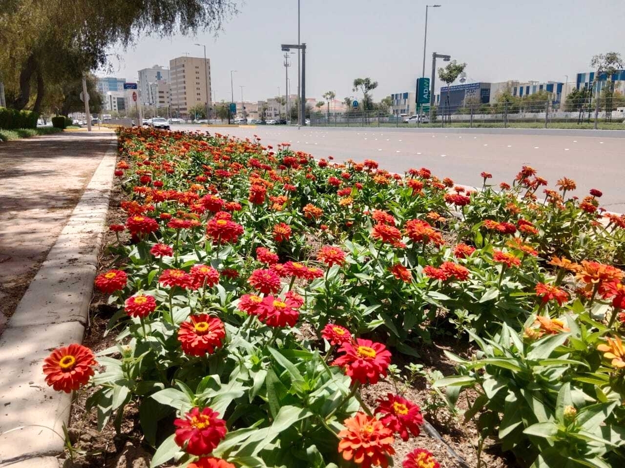 6.5 ملايين زهرة في أبوظبي للموسم الصيفي 2024