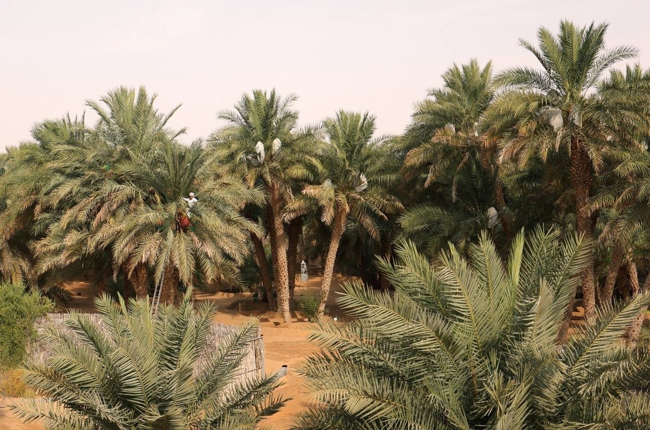 «النخلة».. رمز الخير وشاهد على تراث الأجداد