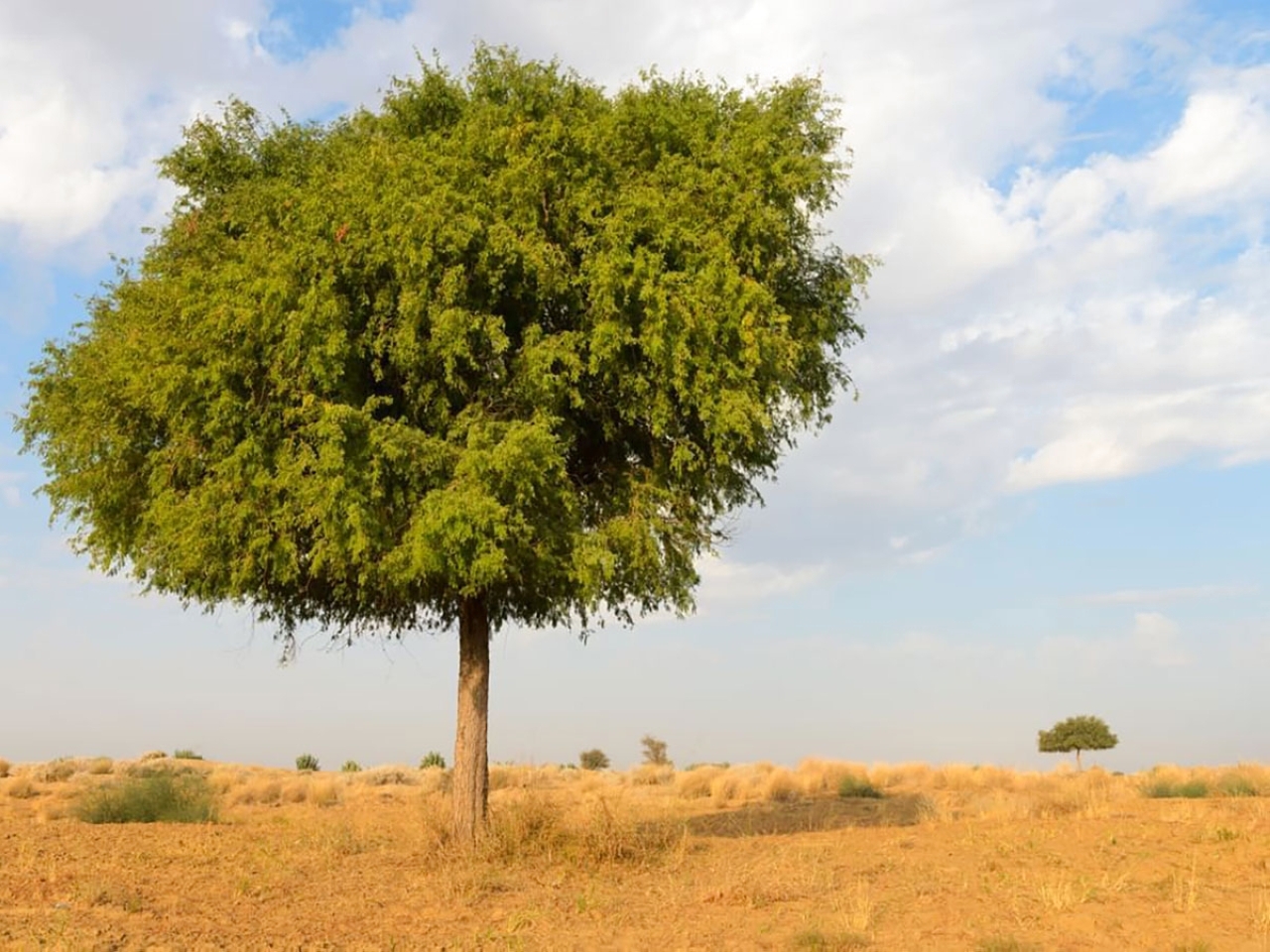 6 مختبرات في مركز المصادر الوراثية النباتية لدعم التنوع البيولوجي