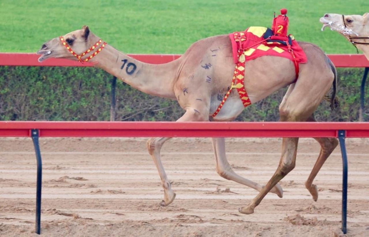 انطلاقة مميزة لمنافسات سن الكبار بميدان المرموم للهجن