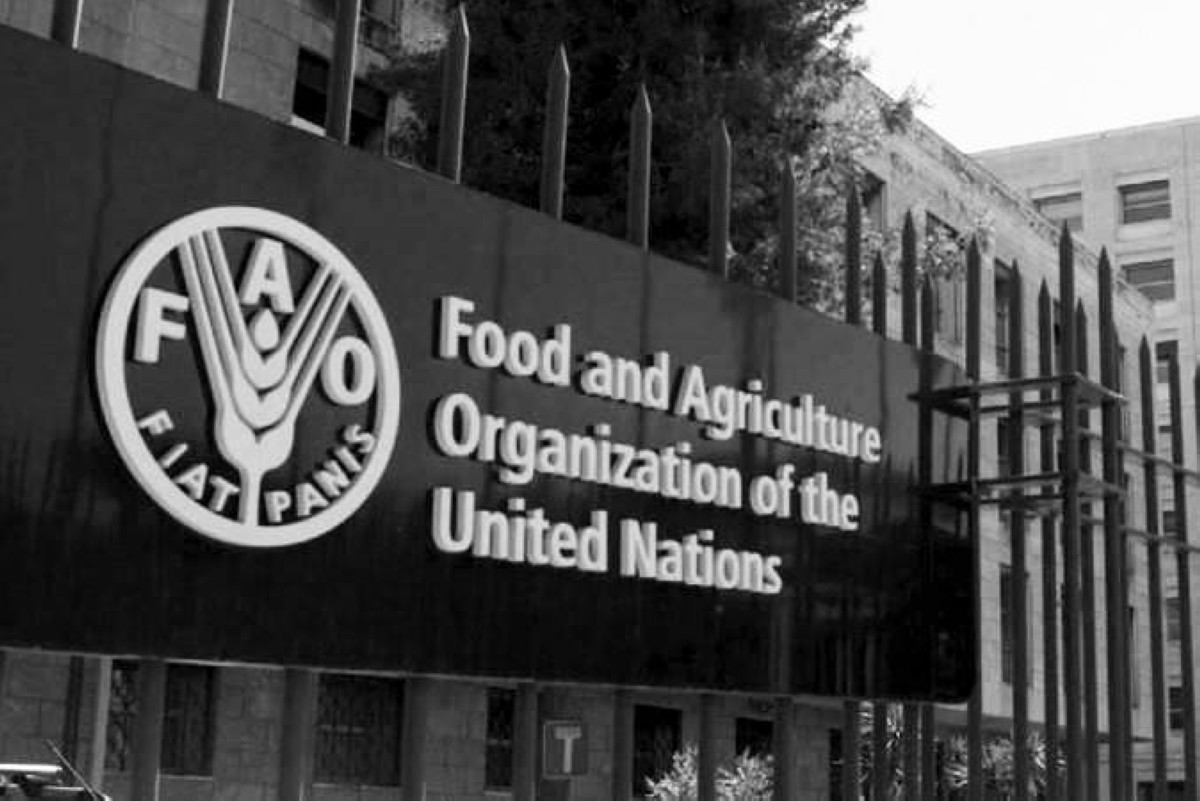 1945 -  تأسيس منظمة الأغذية والزراعة «الفاو» التابعة للأمم المتحدة.